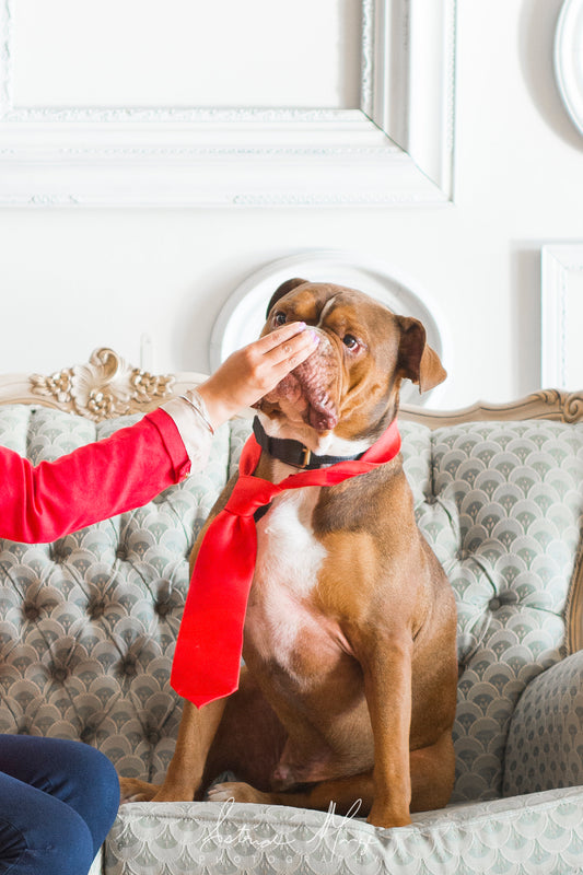 Different Kind of Bulldogs or Bulldogges