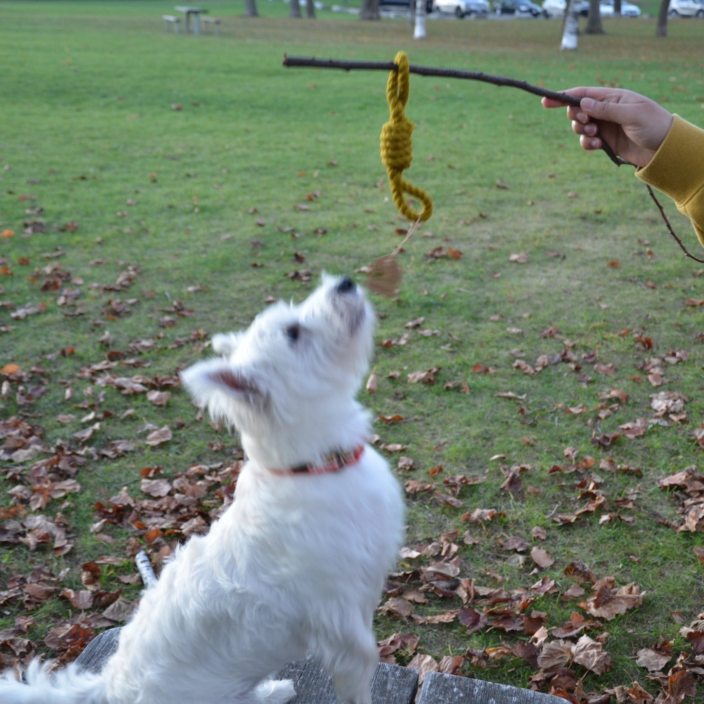 Loved by both Cats & Dogs 🤪 Pull Rope Toy | Tug-of-War Certified | Great for Chewing