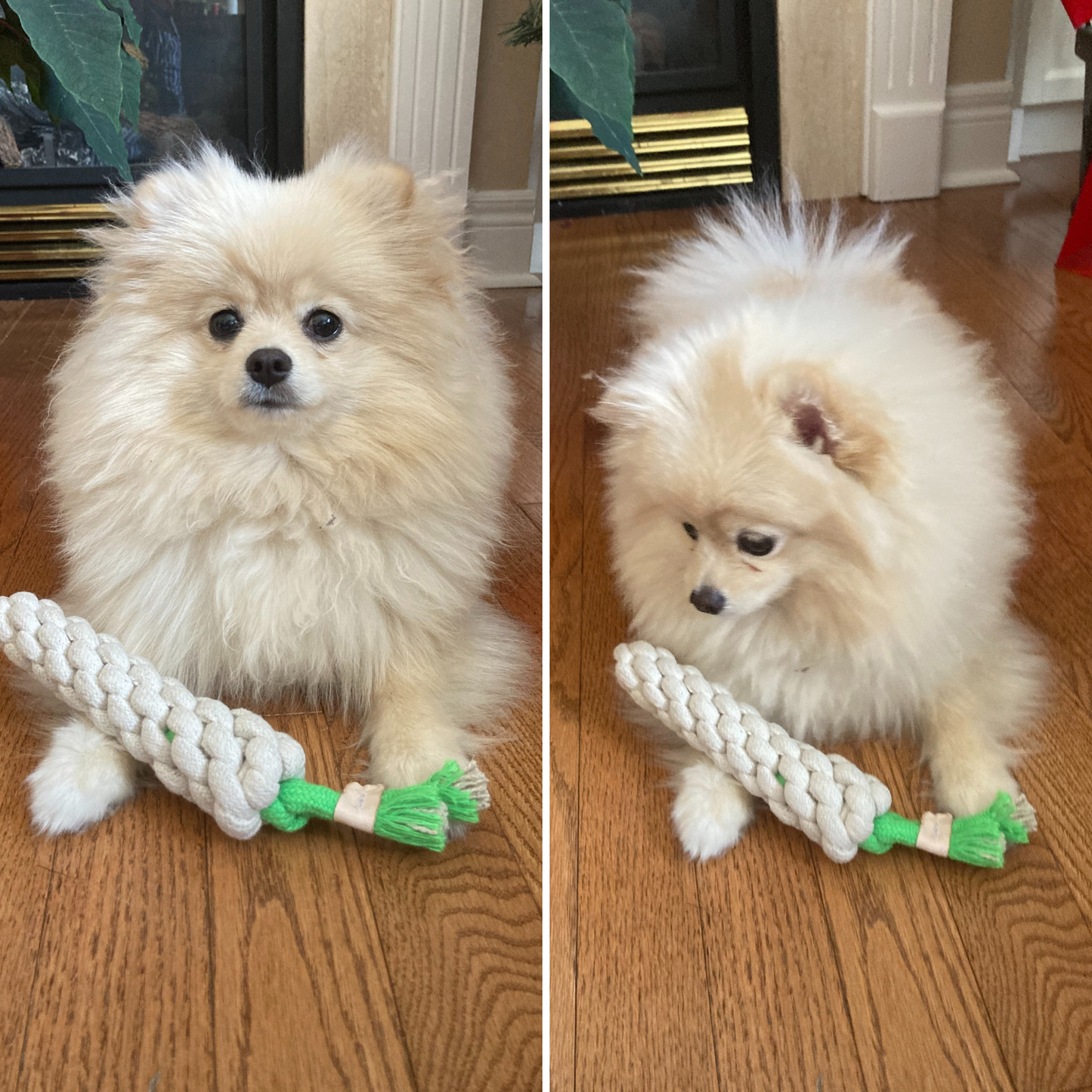 2 in 1 | Cotton Rope Dog Toys | Small to Medium Sized Dogs