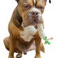 2 in 1 | Cotton Rope Dog Toys | Small to Medium Sized Dogs