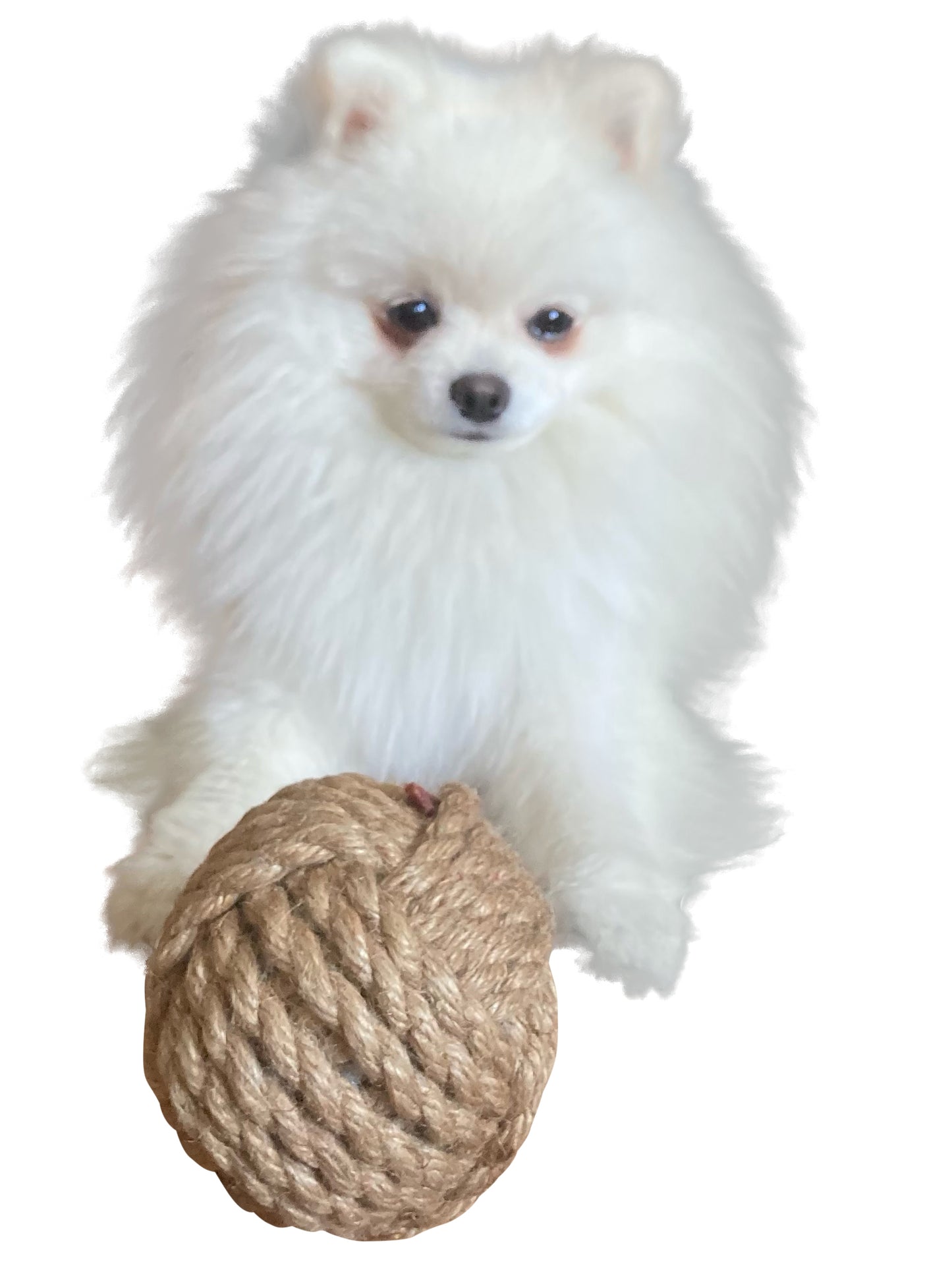 Back by Popular Demand 🤪 Taz Eco Ball | Play Fetch | Great for Chewing