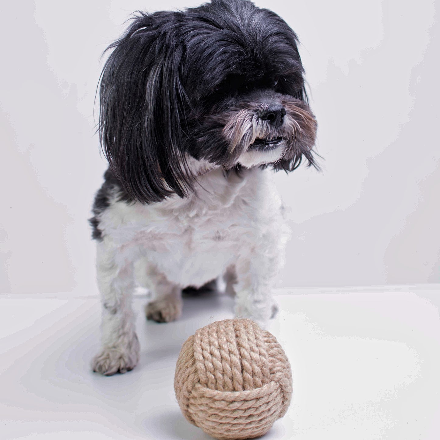 Back by Popular Demand 🤪 Taz Eco Ball | Play Fetch | Great for Chewing