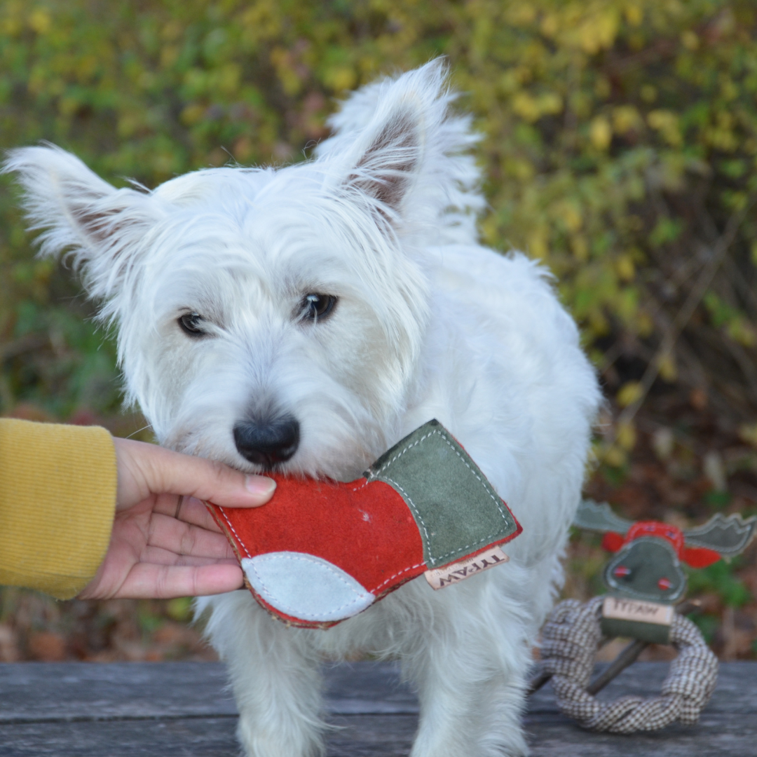 The 'Naughty Sock' Dog Toy🧦🤪🦮